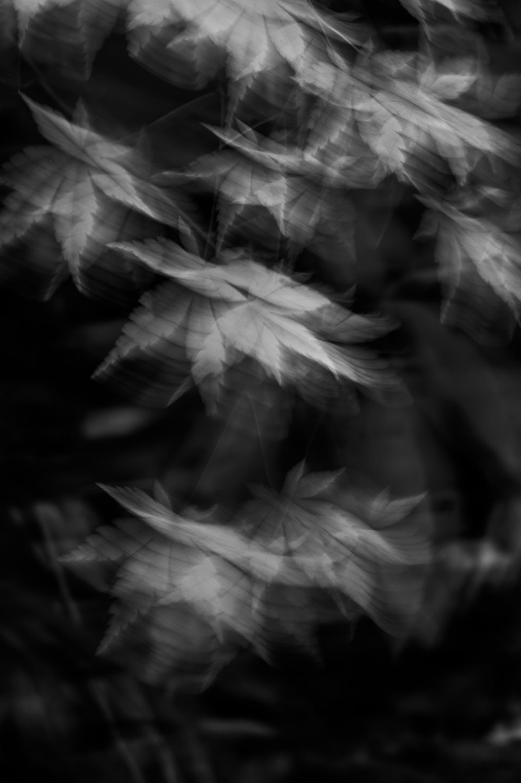 Maples & The Wind