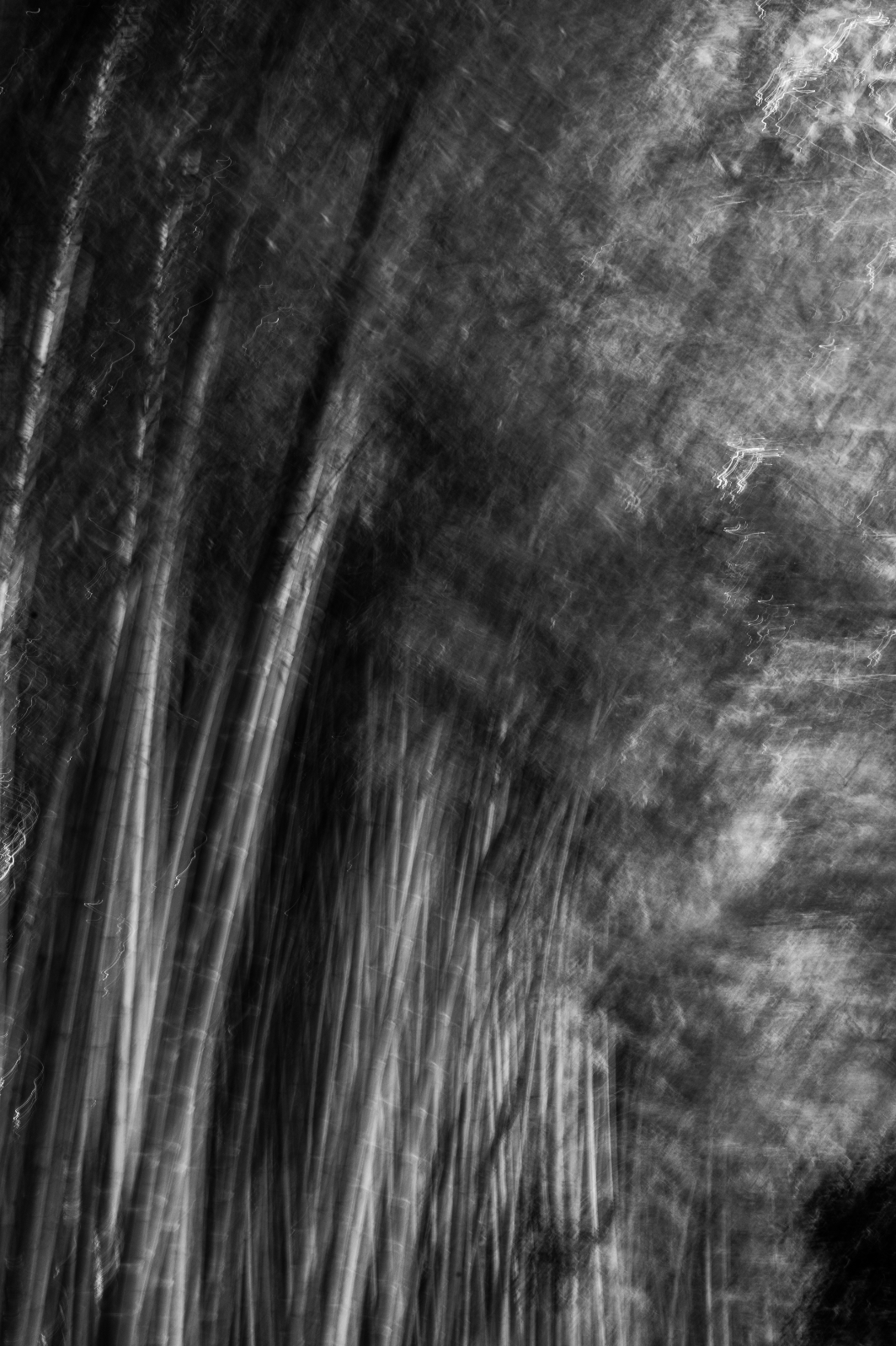 Bamboo Forest