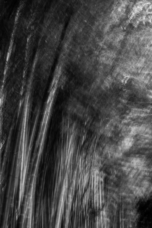 Bamboo Forest