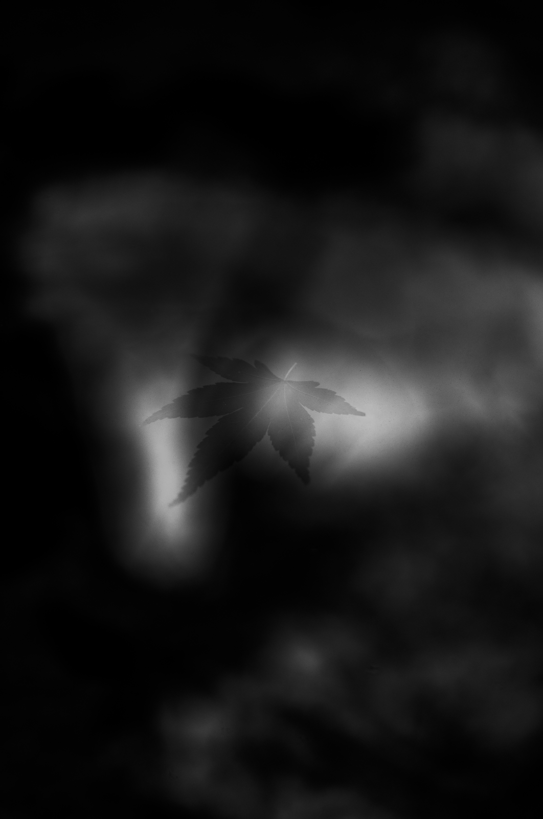 A Leaf Drifts In Stillness
