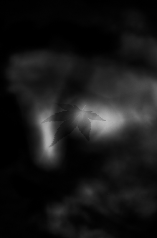 A Leaf Drifts In Stillness