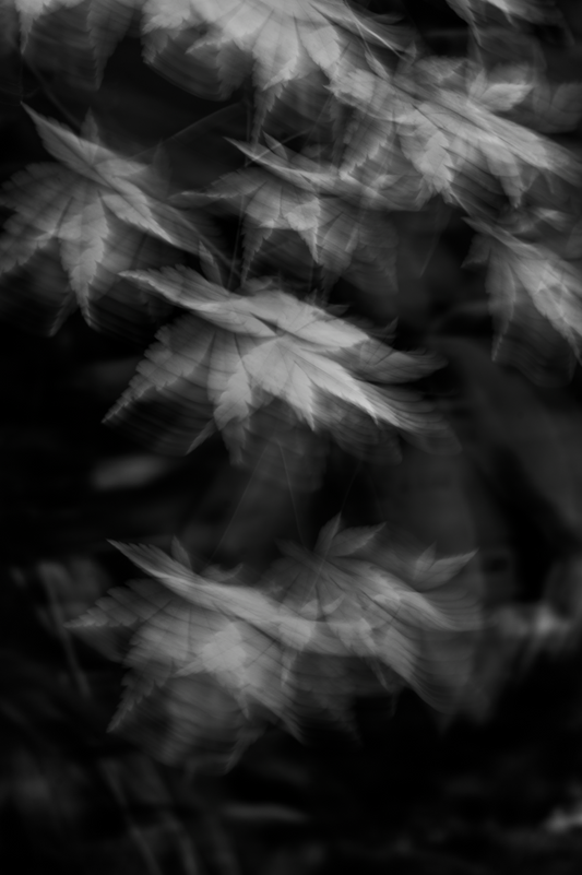 Maples & The Wind