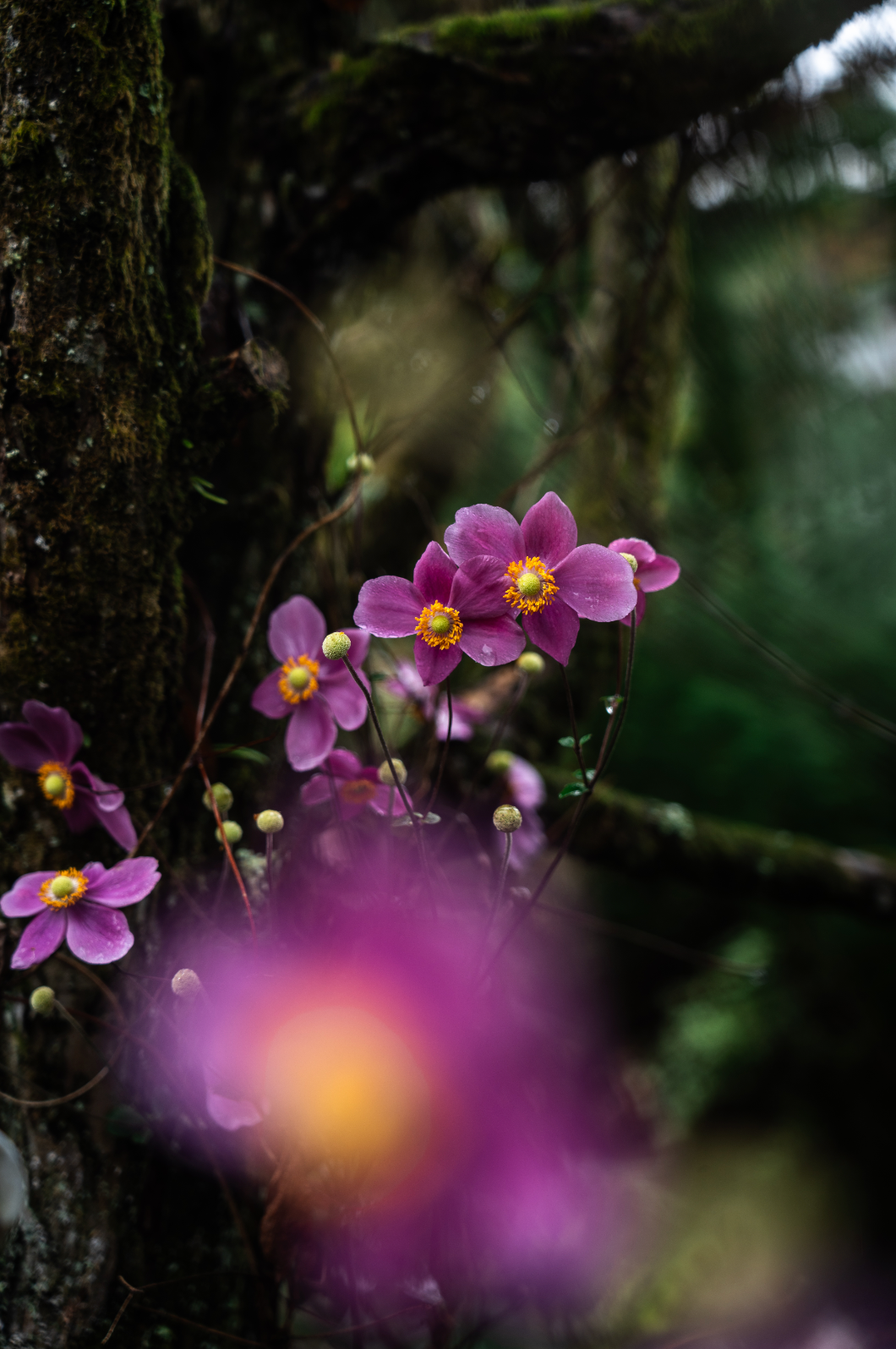 Wild Cosmos